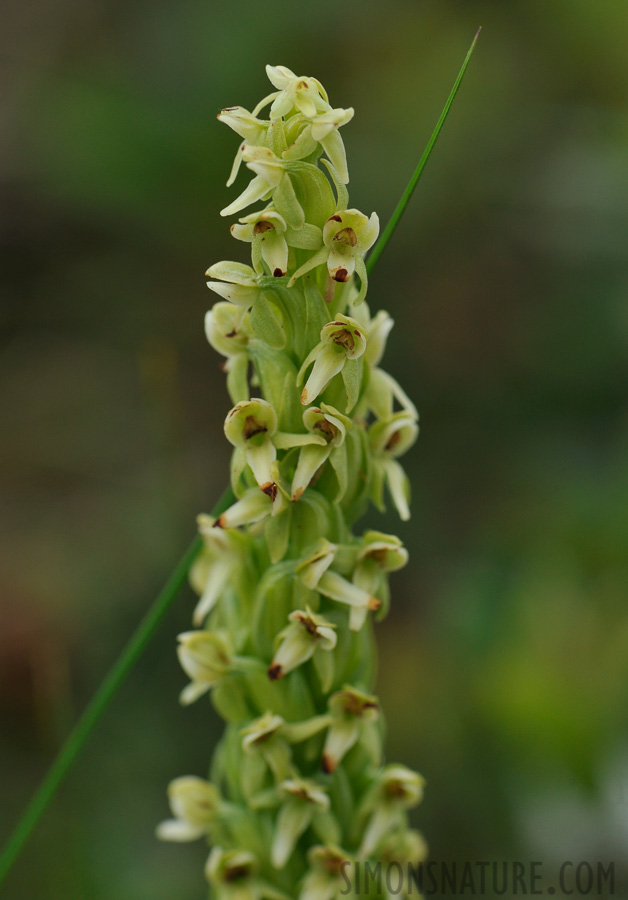 Platanthera huronensis [105 mm, 1/1000 sec at f / 10, ISO 800]